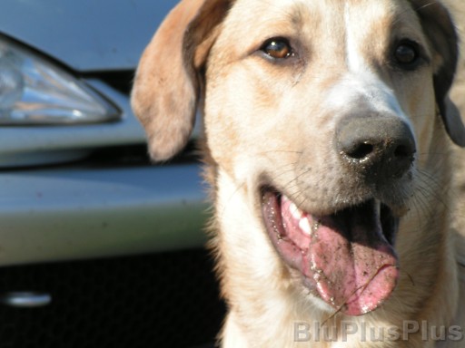 Zum Bild in Originalgr��e hier klicken...